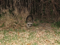 Raccoon